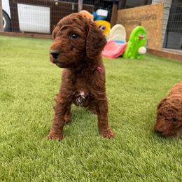 Cinnamon - Red  female Poodle puppy in Mount Vernon, Illinois from AMC Poodles