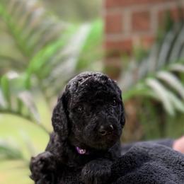 Chrome heart PURPLE female - Black female Poodle puppy in Porter, Texas from KD's Luxury Nursery