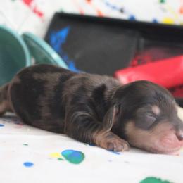 Edna - Dapple female Dachshund puppy in Pace, Florida from Shoebox Doxie’s