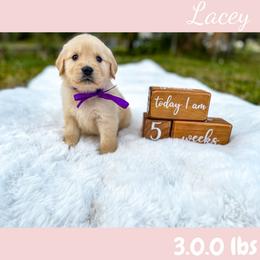 Golden Retriever Puppies from All shades Golden