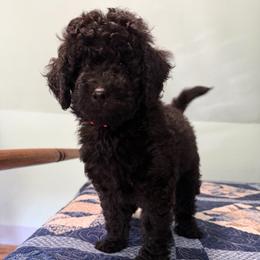Deborah Franklin - Black female Poodle puppy in Fairfield, North Carolina from Leaning T Ranch