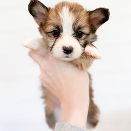 Laurie - Purple (Fluffy) - Sable male Pembroke Welsh Corgi puppy in Milan, Georgia from Williams’ Welsh Corgis LLC