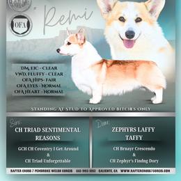 CH ZEPHYRS R C 7 SENTIMENTAL BY DESIGN - Pembroke Welsh Corgi