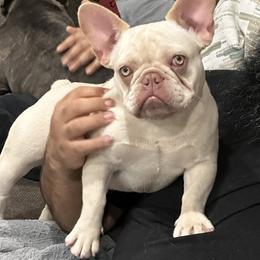 Khaleesi - French Bulldog