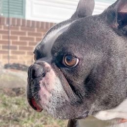 Boston Terriers from TP’s Boston Terriers