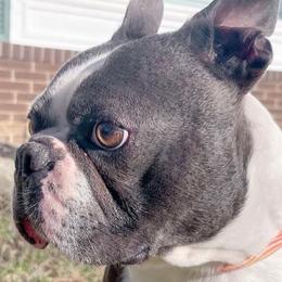 Boston Terriers from TP’s Boston Terriers