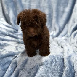 Boy 3 - male Havapoo puppy in Tennessee Colony, Texas from Poodle an Doodles 3:16