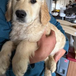 Golden Retriever puppies from Sharp Guardians and Goldens