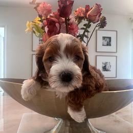 Clifford - Red male Cavapoo puppy in Sacramento County, California from Sac-Town Poodles and Doodles