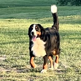 Rhoda - Bernese Mountain Dog