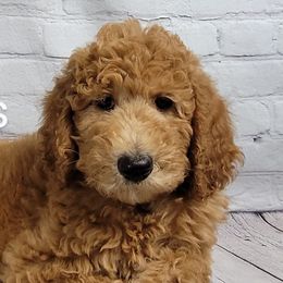 Poodles from Curly Cuddlers Kennel