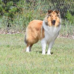 Collie All Grown Up from Glenelg Collies