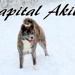 Nami - Akita