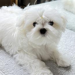 Maltese puppies from Platinum Dunes Maltese Kennel