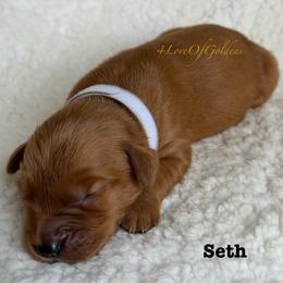 Seth - Dark golden male Golden Retriever puppy in La Verne, California from 4LoveofGoldens