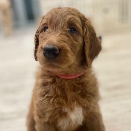 Goldendoodle Puppies from Daisy's Doodles Miami