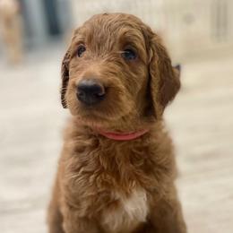Goldendoodle Puppies from Daisy's Doodles Miami