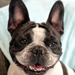 French Bulldogs from Friendly Frenchies