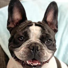 French Bulldogs from Friendly Frenchies