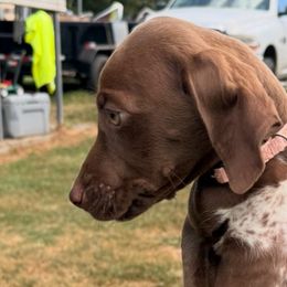 German Shorthaired Pointers from SILVER CREEK KENNELS