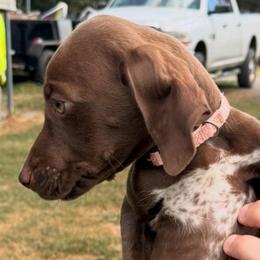 German Shorthaired Pointers from SILVER CREEK KENNELS