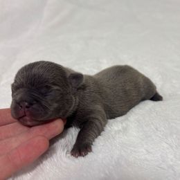 Ana - Blue female French Bulldog puppy in Salisbury, Maryland from 77 Frenchies Maryland
