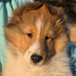 Calypso - Sable and white female Shetland Sheepdog puppy in Seminole, Oklahoma from Symphony Shelties