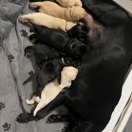 Labrador Retriever Puppies from Outlaw Ridge Kennels