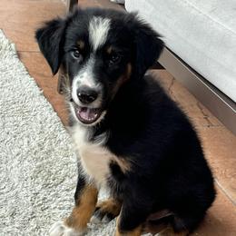 Benji - Black tri male Miniature Australian Shepherd puppy in Alabama from SBA Aussies
