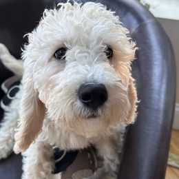 Hopper - Cream male Goldendoodle puppy in Rocky Point, North Carolina from CelticDoods