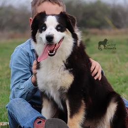 Prissy - Miniature Australian Shepherd