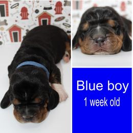 Boy 2 - Basset Hound puppy in Texas from Basset Hounds of Jacksboro, Tx