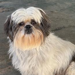 Bently - Shih Tzu