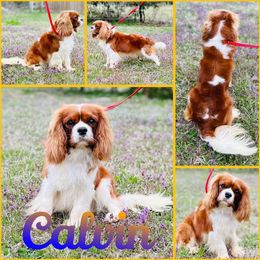 Calvin - Cavalier King Charles Spaniel