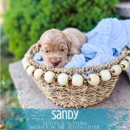 Sandy - Apricot female Goldendoodle puppy in Soddy Daisy, Tennessee from The W Doods