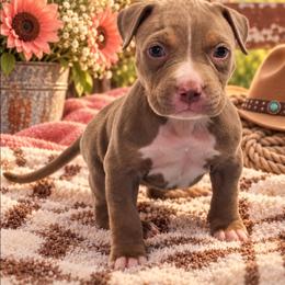 Ivy - Lilac tri-color female American Bully puppy in El Paso, Texas from PaPaws Gotta Love It Kennels
