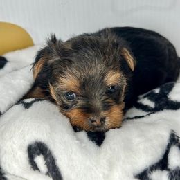 Pearl - Black and tan Yorkshire Terrier puppy in Richmond, Texas from Perfectly Posh Pets