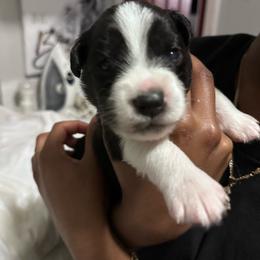 TBD - Black tri male Miniature Australian Shepherd puppy in Town 'N' Country, Florida from House of Miniature Aussies