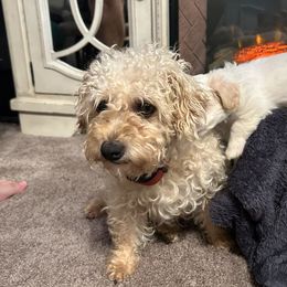 Lucky - Shihpoo