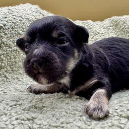 Woolma - Black and tan female Havanese puppy in Hendersonville, North Carolina from Kim's Cove Dog Co.