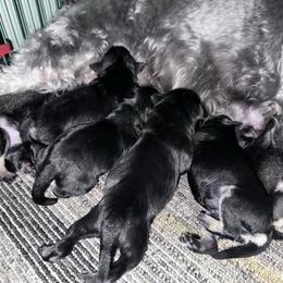 Male 1 - Black and silver male Miniature Schnauzer puppy in La Fayette, Georgia from Daniels Mini Schnauzers