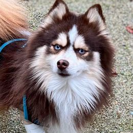 Gizmo - Pomsky