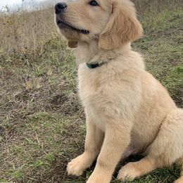 Golden Retriever Puppies from Goldens of Hope