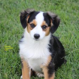 Jest - Black tri male Miniature American Shepherd puppy in Hillsdale, Michigan from Faithwalk Aussies and Mini American Shepherds