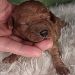 Boy 4 - male Cavapoo puppy in Centerton, Arkansas from Velvet Paws Cavapoos
