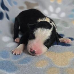 Nessie - Black and white female Border Collie puppy in Chicora, Pennsylvania from Riverwood