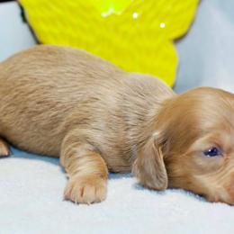 Lavender - Cream female Dachshund puppy in Bellville, Ohio from JK Mini Doxies