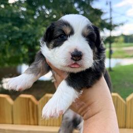 Purple boy - Black tri-color male Australian Shepherd puppy in Ashland, Ohio from SS Australian Shepherds