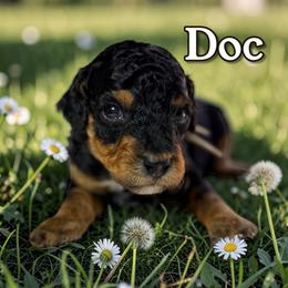 Doc - Phantom male Poodle puppy in Pink Hill, North Carolina from Boodle's Standard Poodles
