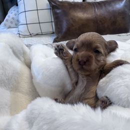 Maltipoo Puppies from Jessica's Maltipoos
